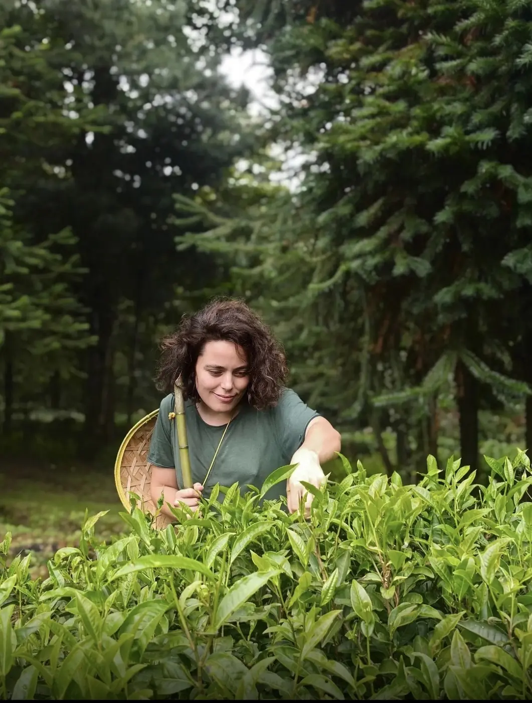 Guests visiting Yunnan's tea landscape