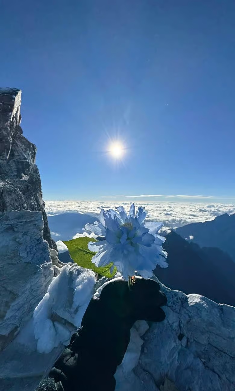 An ice-covered flower above the cloud sea on Haba Snow Mountain