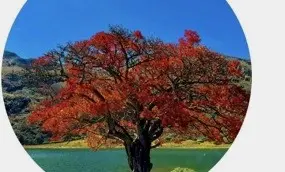 Autumn colour near Black Lake